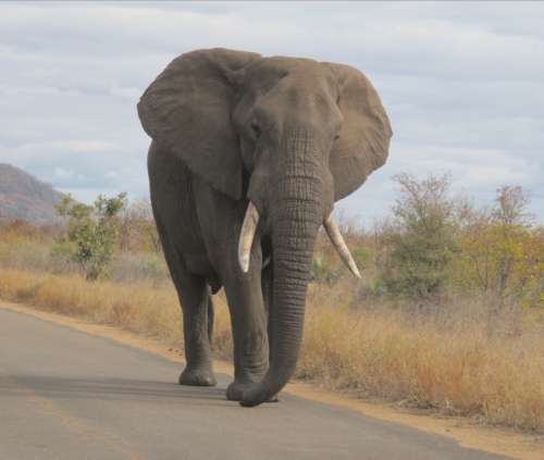 `Lone Bull Elephant, KNP` Original Digital Download Stock Photo