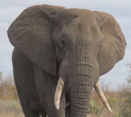 `Lone Bull Elephant, KNP` Original Digital Download Stock Photo