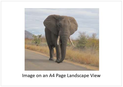 `Lone Bull Elephant, KNP` Original Digital Download Stock Photo