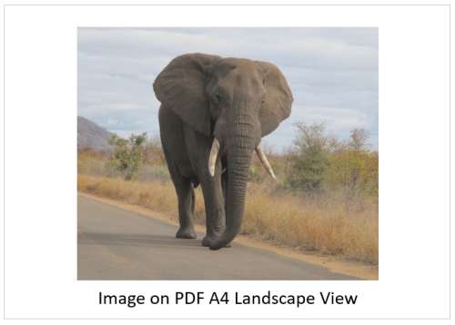 `Lone Bull Elephant, KNP` Original Digital Download Stock Photo