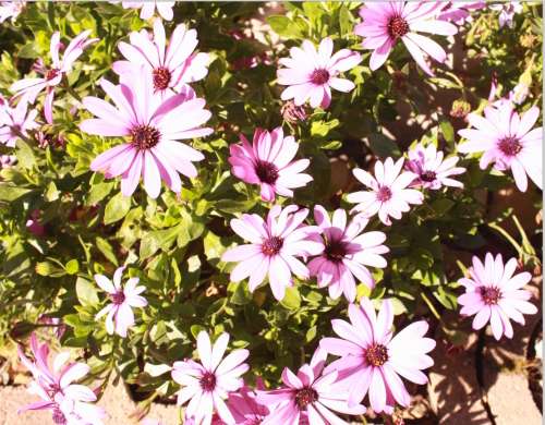 `Flowers: African Daisies In Springtime Bloom` Original Digital Download Stock Photo