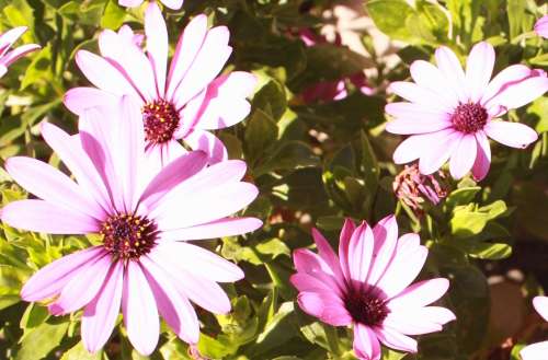 `Flowers: African Daisies In Springtime Bloom` Original Digital Download Stock Photo