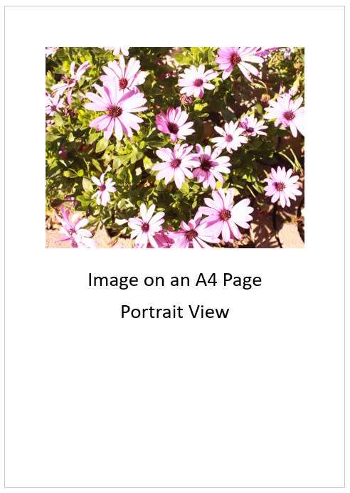 `Flowers: African Daisies In Springtime Bloom` Original Digital Download Stock Photo