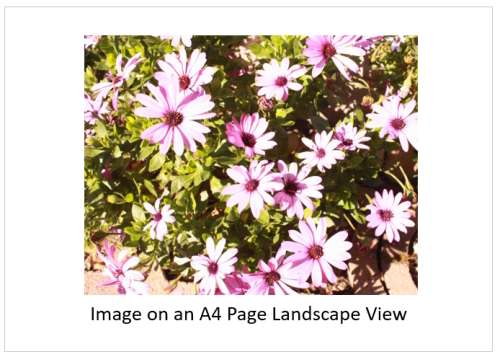 `Flowers: African Daisies In Springtime Bloom` Original Digital Download Stock Photo
