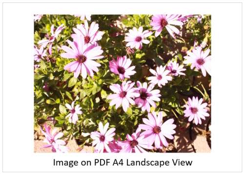 `Flowers: African Daisies In Springtime Bloom` Original Digital Download Stock Photo
