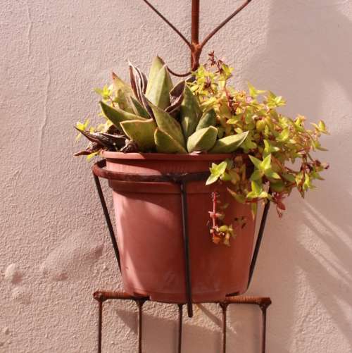 `Pot Plant In Rustic Ornament` Original Digital Download Stock Photo