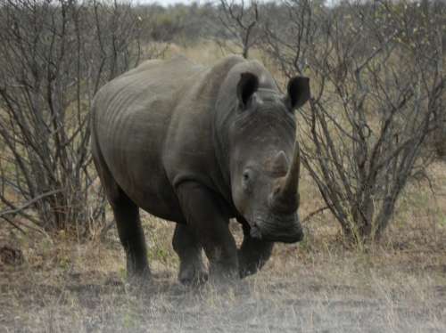 `Black Rhino On The Move` Original Digital Download Stock Photo.