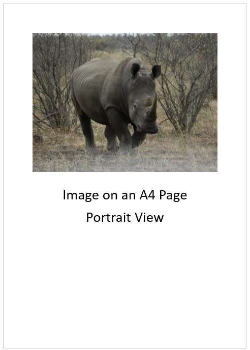 `Black Rhino On The Move` Original Digital Download Stock Photo.