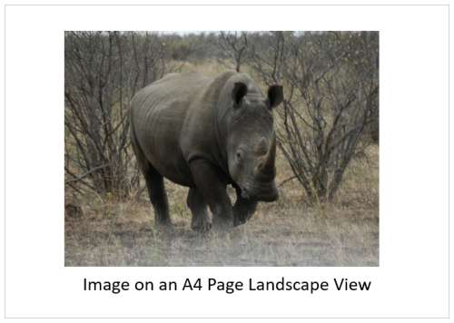 `Black Rhino On The Move` Original Digital Download Stock Photo.