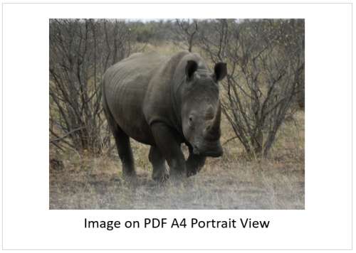 `Black Rhino On The Move` Original Digital Download Stock Photo.