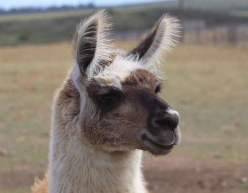 `Very Handsome Llama In Profile` Original Digital Download Stock Photo