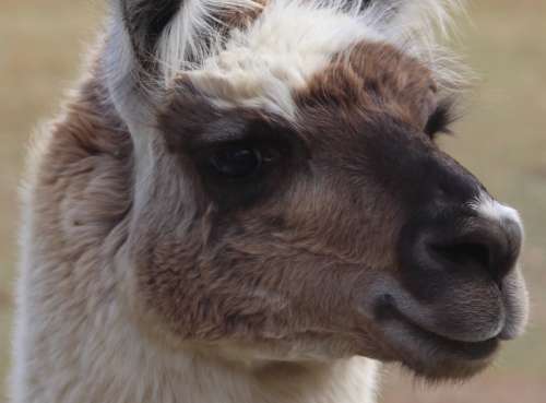 `Very Handsome Llama In Profile` Original Digital Download Stock Photo