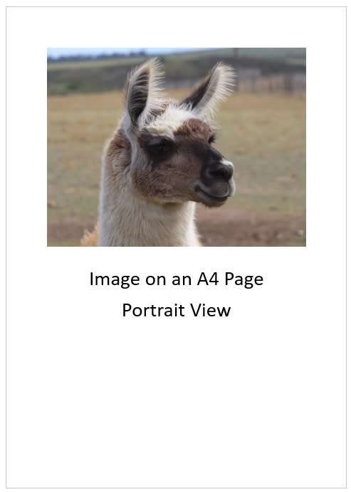 `Very Handsome Llama In Profile` Original Digital Download Stock Photo