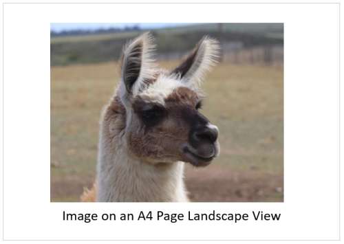 `Very Handsome Llama In Profile` Original Digital Download Stock Photo
