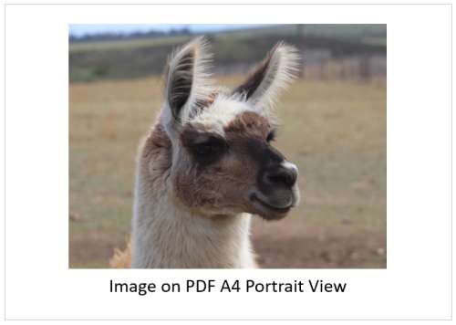 `Very Handsome Llama In Profile` Original Digital Download Stock Photo