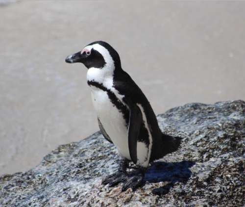 `African Penguin, Boulders Beach` Original Digital Download Stock Photo
