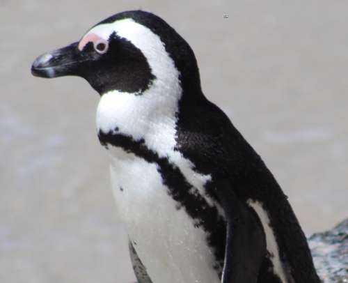 `African Penguin, Boulders Beach` Original Digital Download Stock Photo