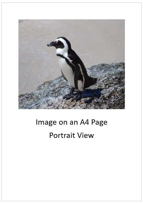 `African Penguin, Boulders Beach` Original Digital Download Stock Photo