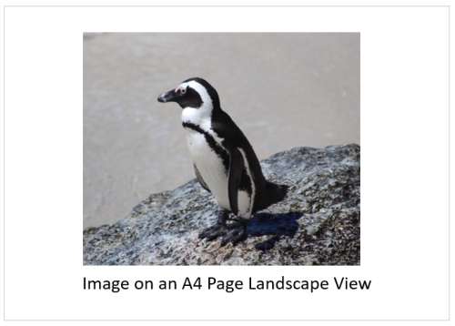 `African Penguin, Boulders Beach` Original Digital Download Stock Photo
