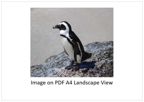 `African Penguin, Boulders Beach` Original Digital Download Stock Photo