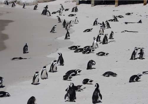 `African Penguins at Boulders` Original Digital Download Stock Photo
