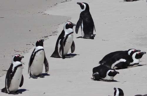 `African Penguins at Boulders` Original Digital Download Stock Photo