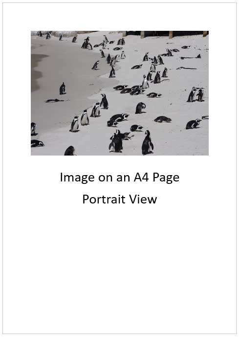 `African Penguins at Boulders` Original Digital Download Stock Photo
