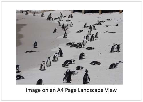 `African Penguins at Boulders` Original Digital Download Stock Photo