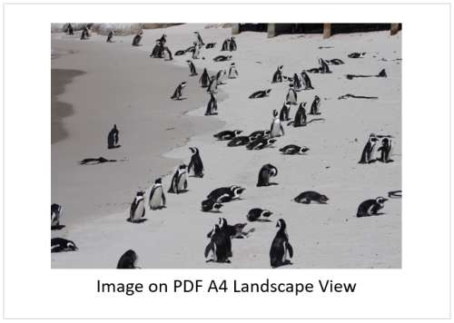 `African Penguins at Boulders` Original Digital Download Stock Photo