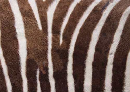 `Zebra Black & White Stripes` Original Digital Download Stock Photo