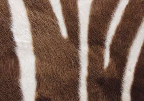 `Zebra Black & White Stripes` Original Digital Download Stock Photo