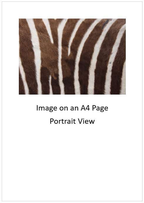 `Zebra Black & White Stripes` Original Digital Download Stock Photo