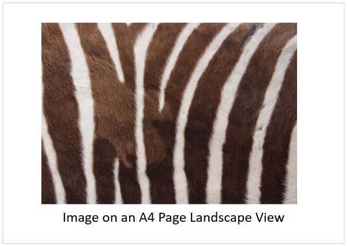 `Zebra Black & White Stripes` Original Digital Download Stock Photo