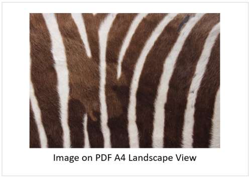 `Zebra Black & White Stripes` Original Digital Download Stock Photo