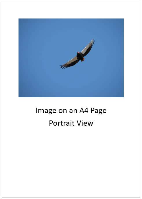 `Bateleur On The Hunt` Original Digital Download Stock Photo