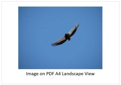 `Bateleur On The Hunt` Original Digital Download Stock Photo