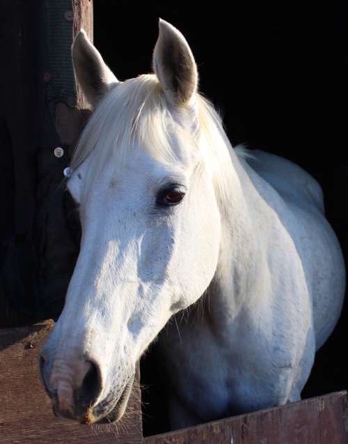 `White Horse In The Stables` Original Digital Download Stock Photo
