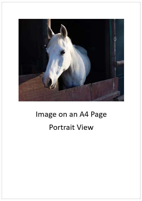 `White Horse In The Stables` Original Digital Download Stock Photo