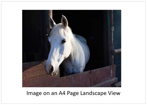 `White Horse In The Stables` Original Digital Download Stock Photo