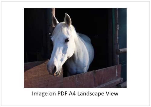 `White Horse In The Stables` Original Digital Download Stock Photo