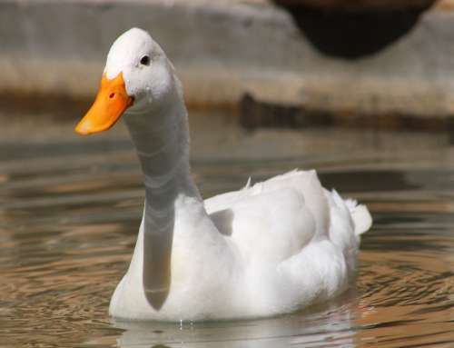 `White Pekin Duck in the Pond` Original Digital Download Stock Photo