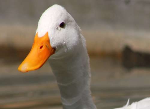 `White Pekin Duck in the Pond` Original Digital Download Stock Photo