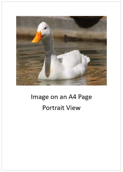 `White Pekin Duck in the Pond` Original Digital Download Stock Photo