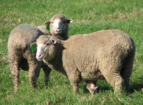 `Merino Sheep In The Meadow` Original Digital Download Stock Photo