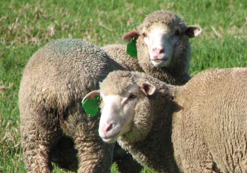 `Merino Sheep In The Meadow` Original Digital Download Stock Photo