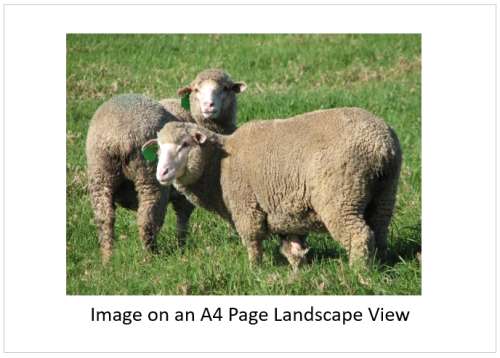 `Merino Sheep In The Meadow` Original Digital Download Stock Photo