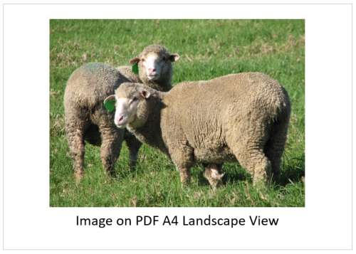 `Merino Sheep In The Meadow` Original Digital Download Stock Photo
