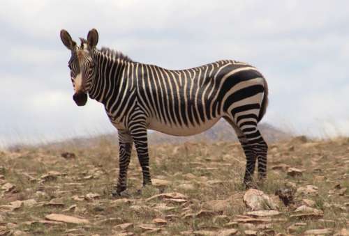 `Cape Mountain Zebra`Original Digital Download Stock Photo