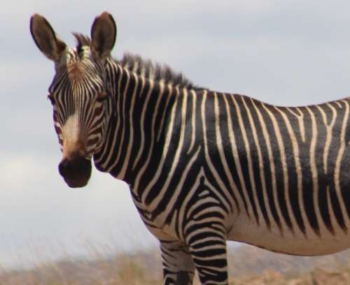 `Cape Mountain Zebra`Original Digital Download Stock Photo