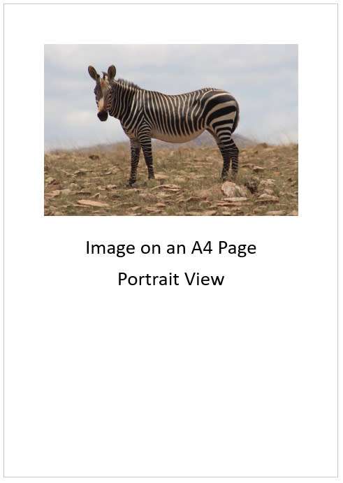 `Cape Mountain Zebra`Original Digital Download Stock Photo
